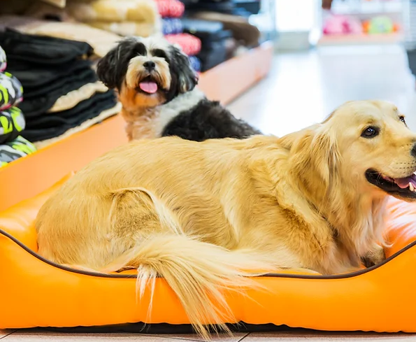 Imagem de Pets